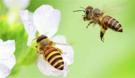 蜜蜂 風水|慈世堂：蜜蜂入宅的风水意义及风水禁忌！